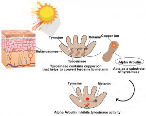 Cơ chế hoạt động của Arbutin