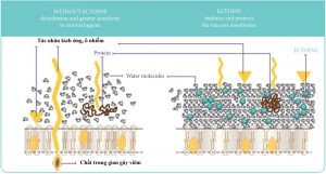 Cơ chế hoạt động của Ectoin