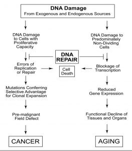 Cơ chế sửa chữa DNA trong mỹ phẩm