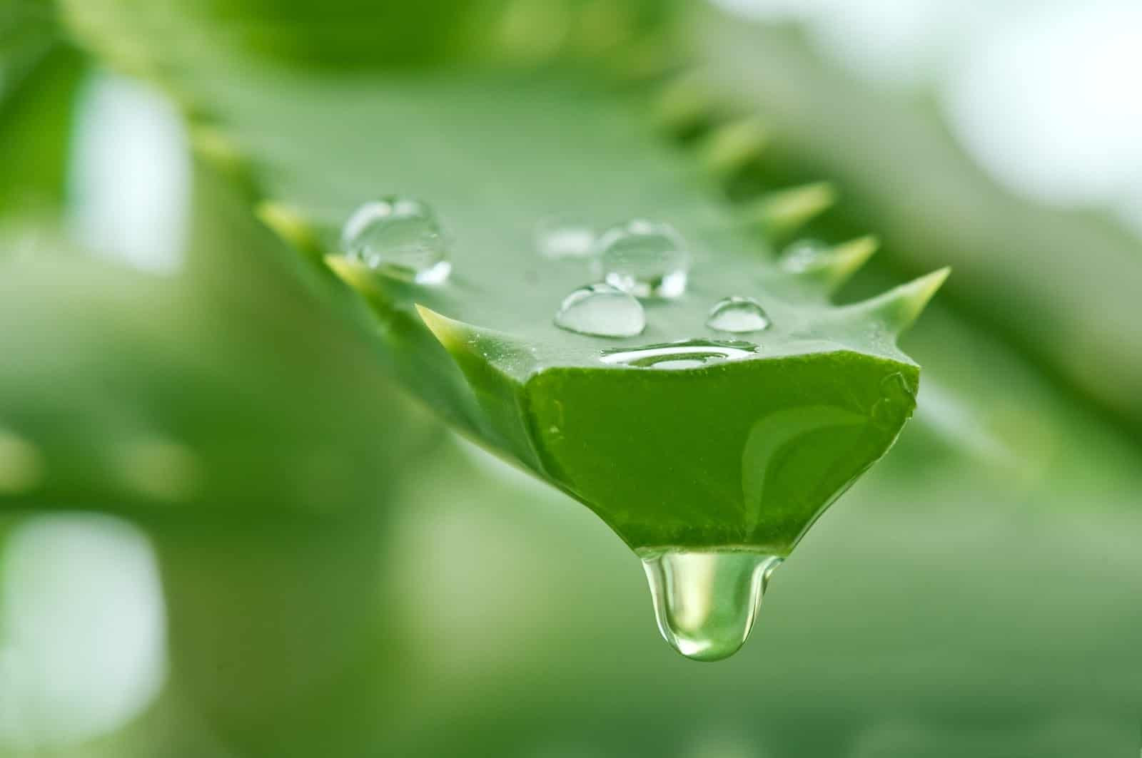 Gel của cây nha đam dùng để tẩy trang rất hiệu quả
