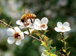 Mật ong Manuka