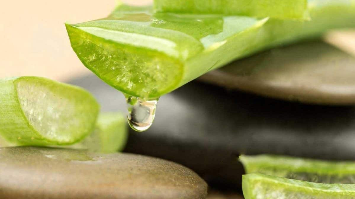 Nha đam cung cấp lượng chất dinh dưỡng lớn cho da