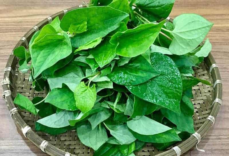 Trị mụn cám bằng rau diếp cá