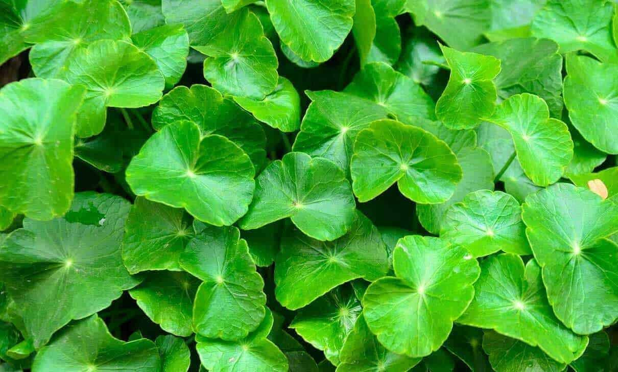 Trị mụn cám bằng rau má