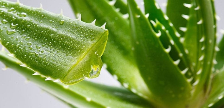 Trị mụn trứng cá bằng nước vo gạo kết hợp nha đam