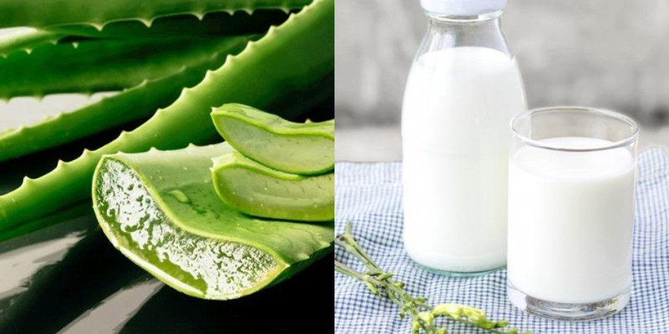 11 cách chăm sóc tóc bằng nha đam giúp tóc suôn mượt, bồng bềnh 