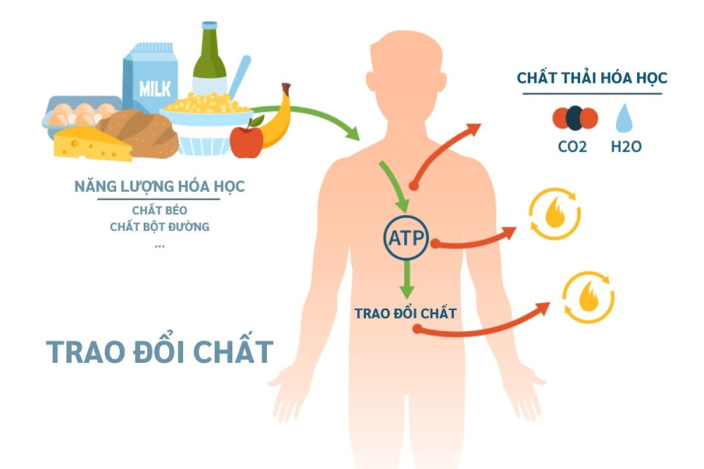 8 công dụng của gạo lứt huyết rồng tuyệt vời đối với sức khỏe