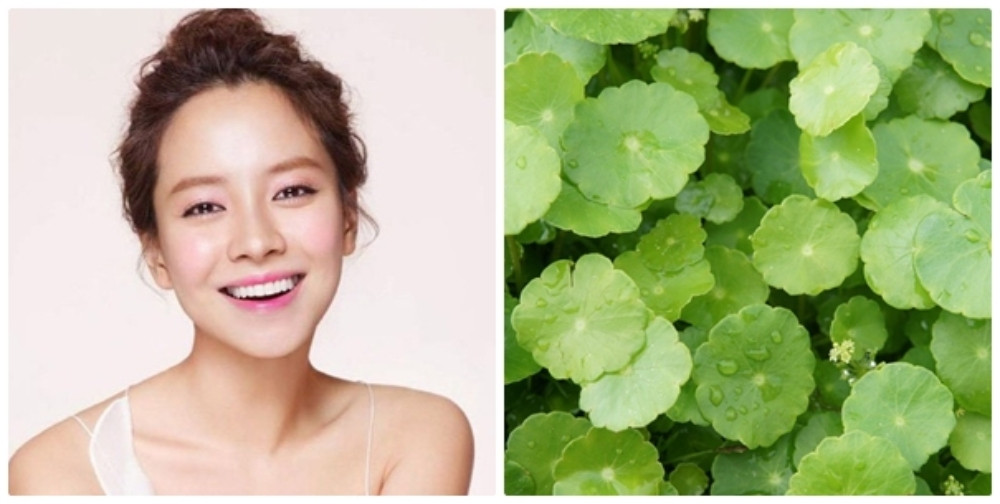 Khám Phá 10 Công Dụng Của Rau Má Trong Làm Đẹp