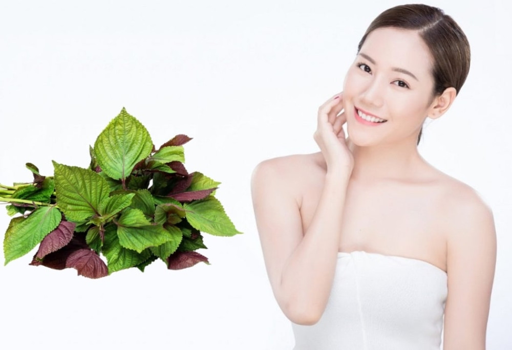 Sử dụng nước lá tía tô: Bí quyết làm đẹp và dưỡng da hiệu quả