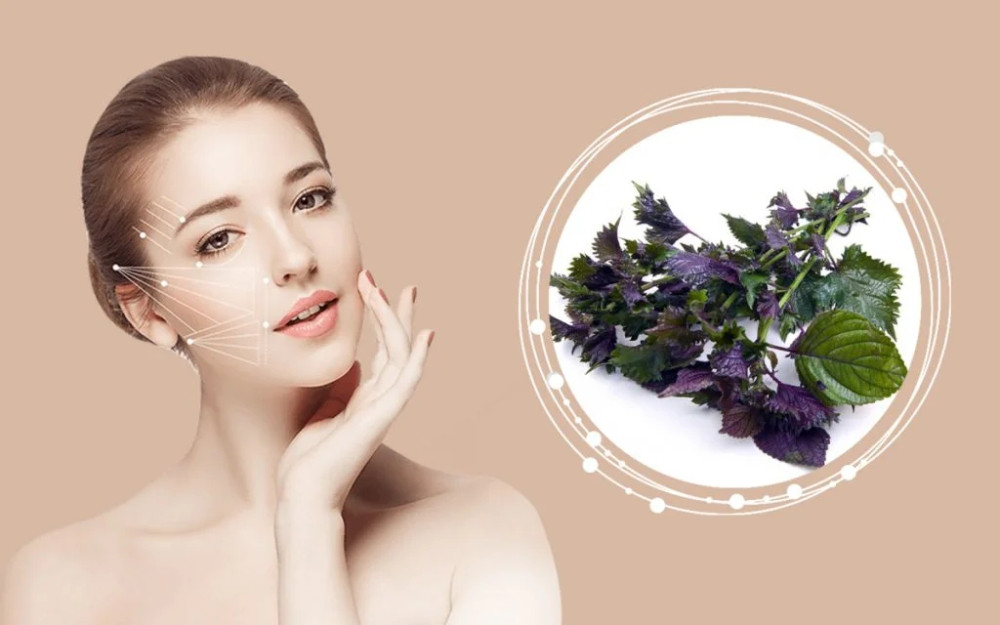 Sử dụng nước lá tía tô: Bí quyết làm đẹp và dưỡng da hiệu quả