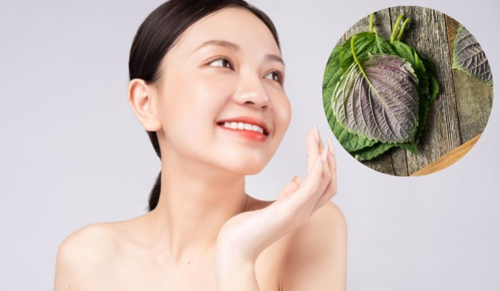 Sử dụng nước lá tía tô: Bí quyết làm đẹp và dưỡng da hiệu quả